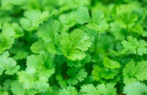 Выращивание зелени кориандра