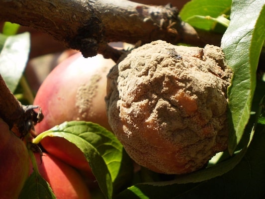 Плоды персика пораженные монилиозом