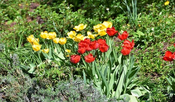 место в саду для посадки тюльпанов