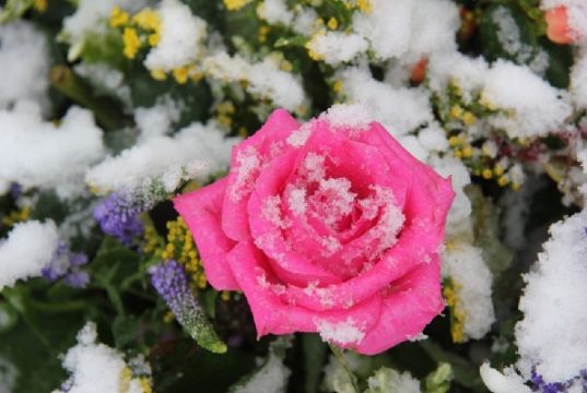 Укрываем розы на зиму