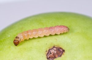 Яблонная плодожорка