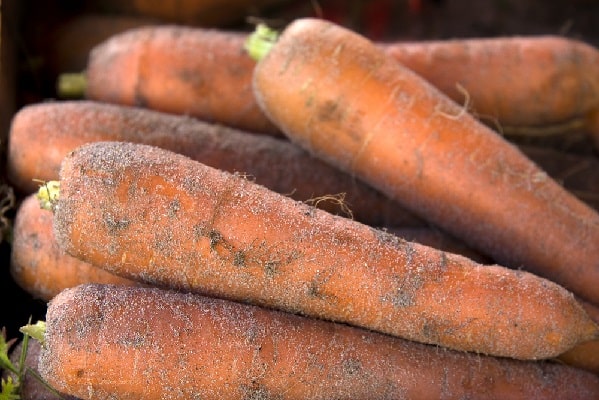 Хранение моркови в подвале