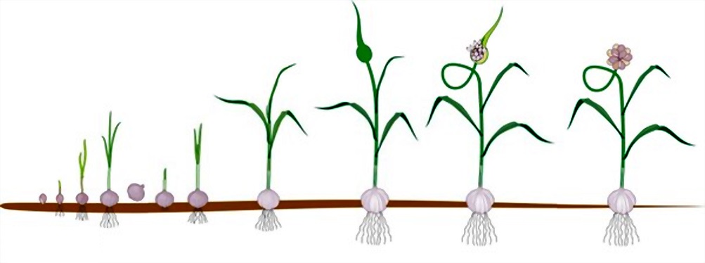Выращивание чеснока - условия и уход