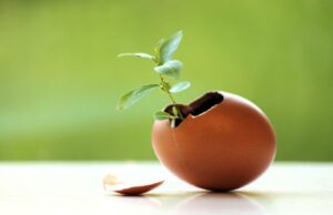 Яичная скорлупа в саду