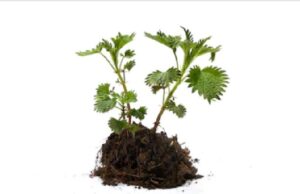 Удобрение из органики