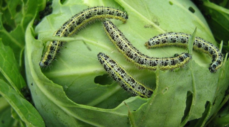 Вредители объедают листья капусты