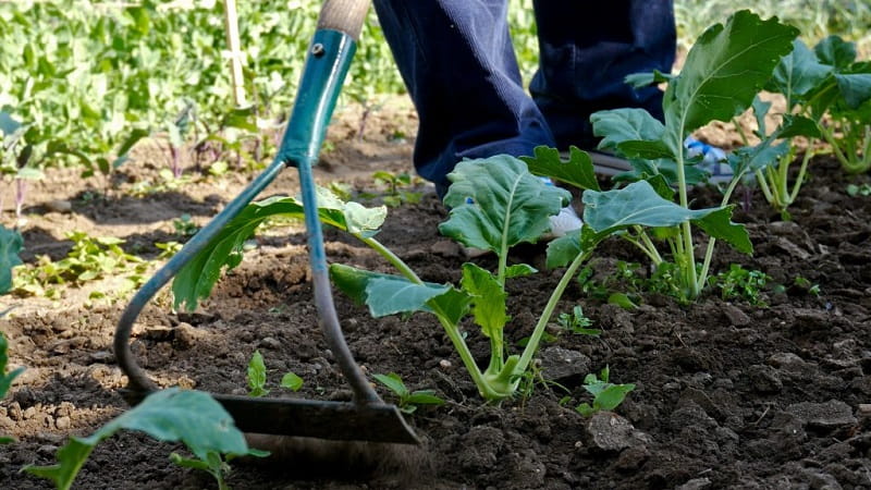 Рыхление и окучивание капусты в саду