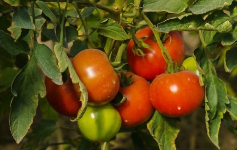 Индетерминантные сорта томатов в теплице