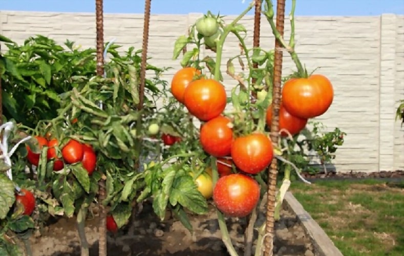 Детерминантные помидоры разбираемся, что это значит, виды и лучшие сорта