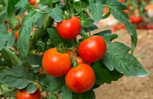 Выращивание помидор в открытом грунте