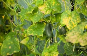 Болезни огурцов