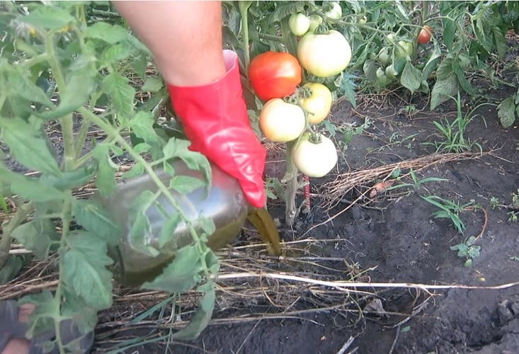 Подкормка томатов под корень