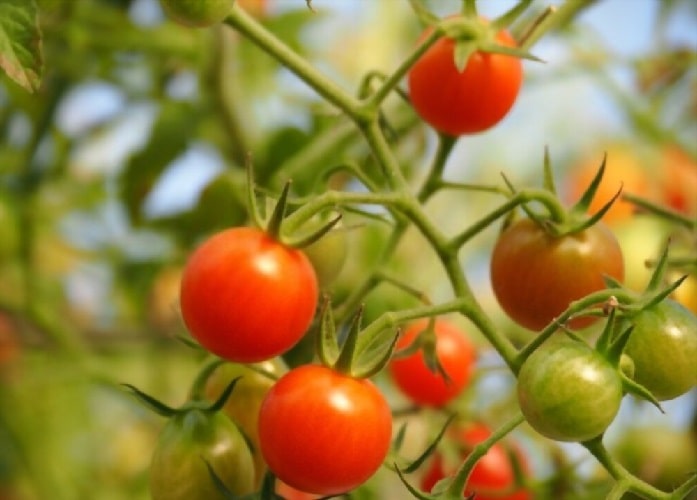 Плодоношение томатов