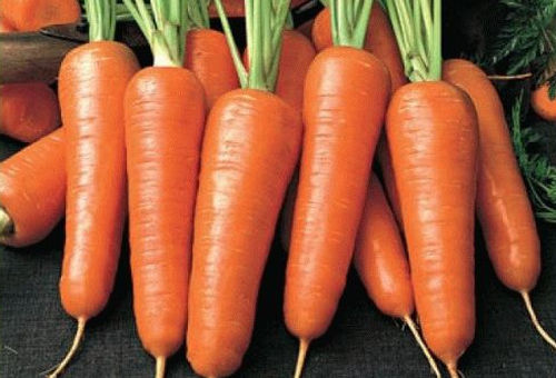 Сорт моркови Абако