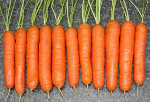 Нантская морковь