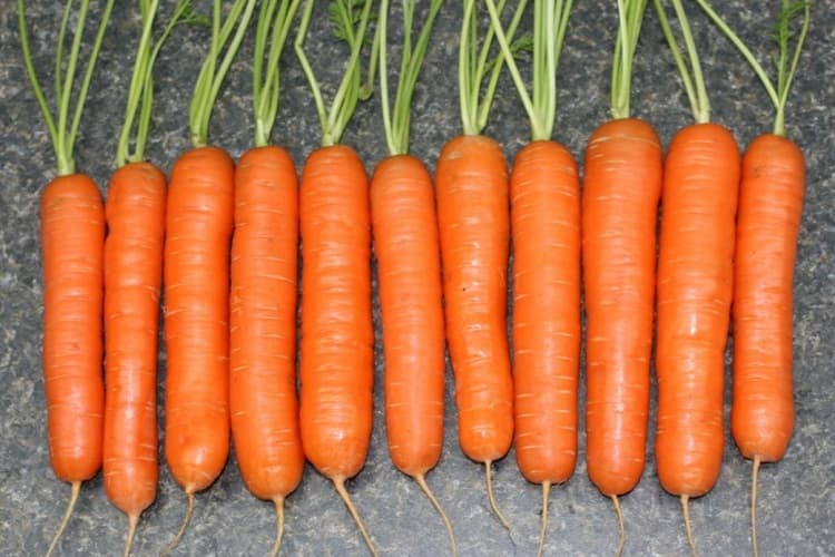 Сорт моркови Тушон