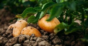 Удобрения для посадки картофеля