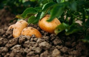 Удобрения для посадки картофеля
