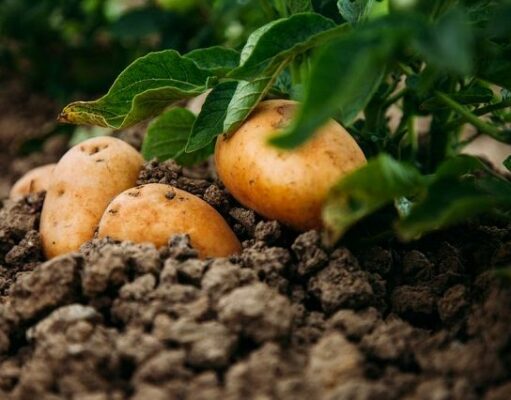 Удобрения для посадки картофеля